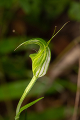 Pterostylis russellii
