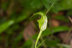 Pterostylis russellii