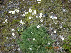 Cherleria circassica