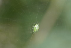 Araneus ginninderranus