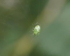 Araneus ginninderranus