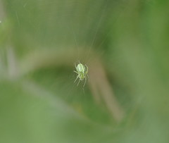 Araneus ginninderranus
