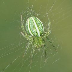 Araneus ginninderranus
