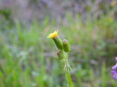 Senecio lividus