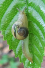 Helicarion perfragilis