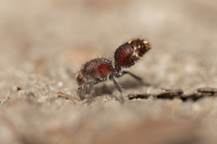 Ephutomorpha ferruginata