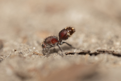 Ephutomorpha ferruginata