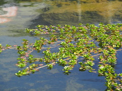 Ludwigia taiwanensis