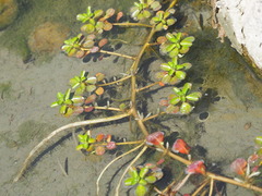 Ludwigia taiwanensis