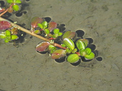 Ludwigia taiwanensis