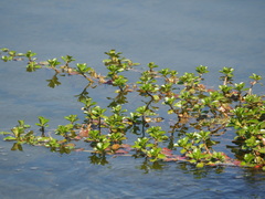 Ludwigia taiwanensis