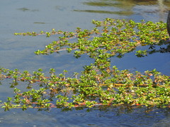 Ludwigia taiwanensis
