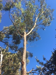 Eucalyptus sieberi
