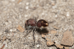 Ephutomorpha ferruginata