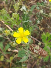 Potentilla supina