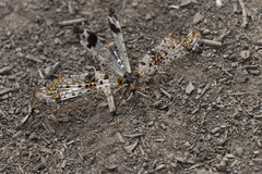 Periclystus circuiter