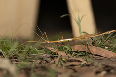 Tropidoderus gracilifemur