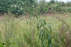 Asteraceae