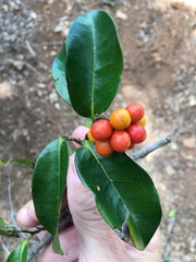 Huberantha nitidissima