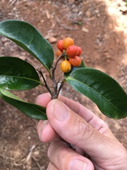 Huberantha nitidissima