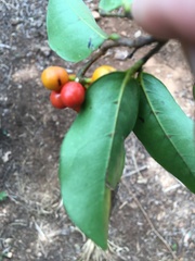 Huberantha nitidissima