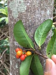 Huberantha nitidissima