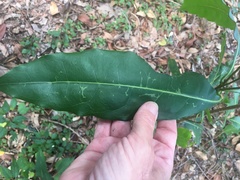 Chionanthus ramiflorus