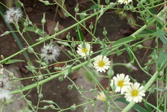 Asteraceae