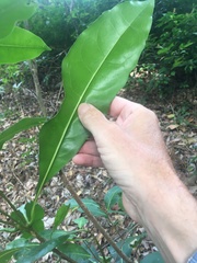 Chionanthus ramiflorus