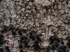 Lecanora varia