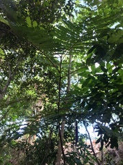 Peltophorum pterocarpum