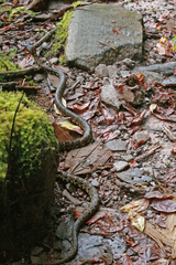 Bothrops taeniatus lichenosus