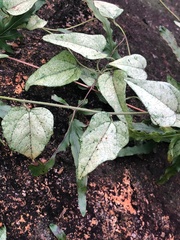 Dipogon lignosus
