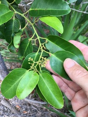 Cissus oblonga
