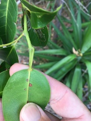 Cissus oblonga