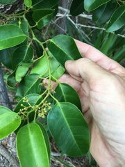 Cissus oblonga