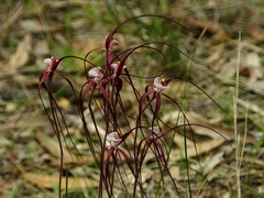 Caladenia chapmanii