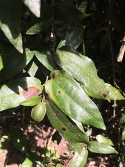 Aristolochia praevenosa