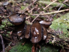 Pseudoplectania melaena