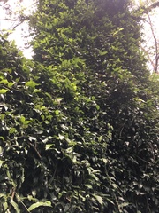 Aristolochia praevenosa