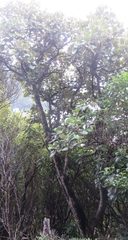 Brachyglottis rotundifolia