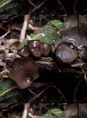 Pseudoplectania melaena