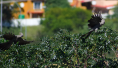 Corythaixoides concolor pallidiceps