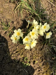 Primula vulgaris
