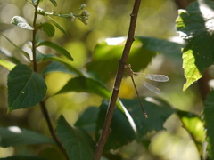 Lestes viridulus