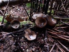 Pseudoplectania melaena