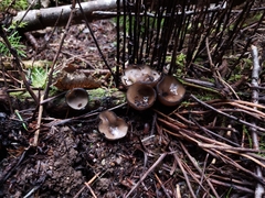 Pseudoplectania melaena