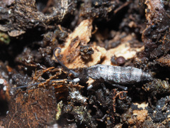 Pogonognathellus longicornis