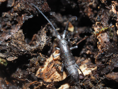 Pogonognathellus longicornis
