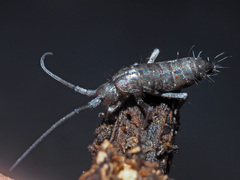 Pogonognathellus longicornis